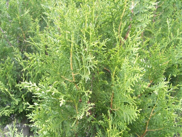 Lebensbaum (Thuja occidentalis) im Topf 15-30 cm