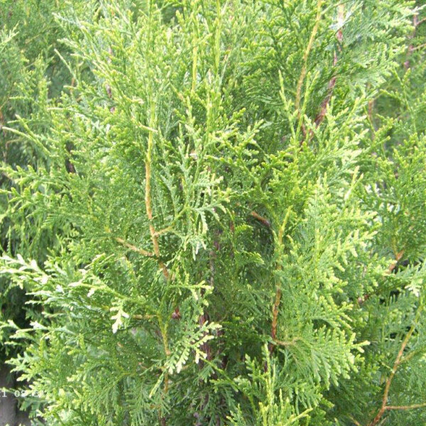 Abendländischer Lebensbaum (Thuja occidentalis) Wurzelware 30-60 cm