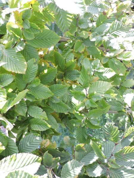 Carpinus betulus  (Hainbuchen / Weißbuchen)