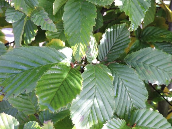 Carpinus betulus - (Hainbuchen / Weißbuchen) Wurzelware 50-80 cm hoch,