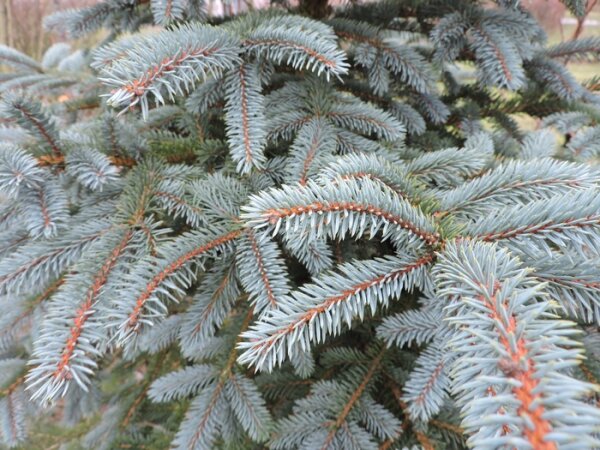 Blaufichte / Blautanne - (Picea pungens glauca) Topfware 20-40 cm hoch,
