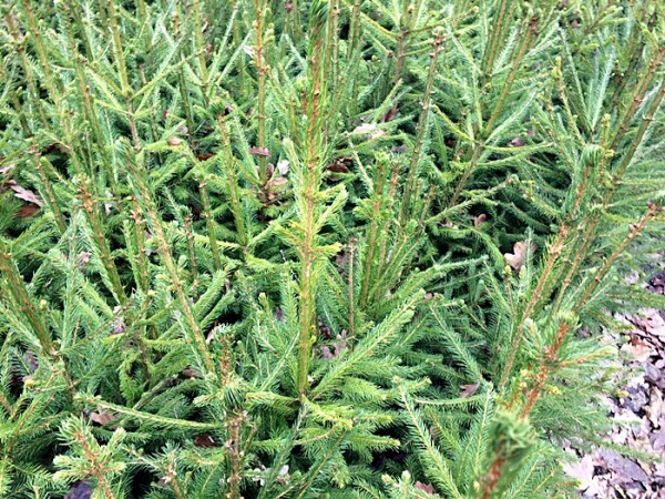 Picea abies - Rotfichte / Gemeine Fichte Wurzelware 20-40 cm hoch,