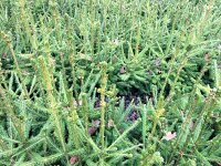 Picea abies - Rotfichte / Gemeine Fichte Wurzelware 20-40...
