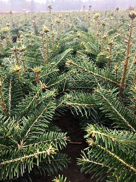 Nordmanntanne Weihnachtsbaum Abies-nordmanniana im Topf 15-25 cm 4 jährig