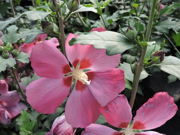 Gartenhibiscus, Garteneibisch, Hibiskus Pink Giant (Hibiscus syriacus) Containerware 40-60 cm