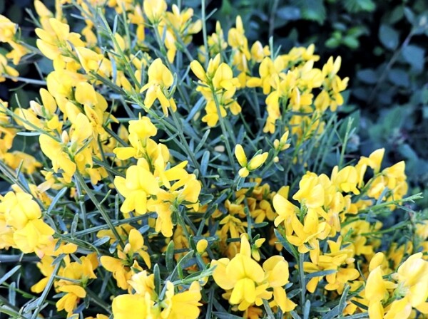 Steinginster Lydia (Cytisus Lydia) Containerware 20-30 cm, hoch