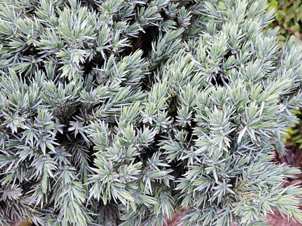 Juniperus squamata Blue Star Topfware 10 cm hoch,