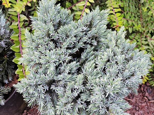 Juniperus squamata Blue Star Topfware 10 cm hoch,