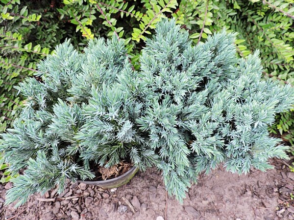 Juniperus squamata Blue Star Containerware 20-25 cm hoch,