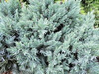 Juniperus squamata Blue Star Containerware 20-25 cm hoch,