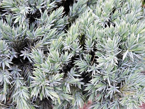 Juniperus squamata Blue Star Topfware 12-15 cm hoch,