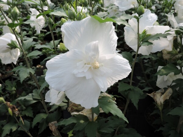 Hibiscus syriacus White Chiffon - (Hibiskus / Garteneibisch White Chiffon) Containerware 40-60 cm hoch,