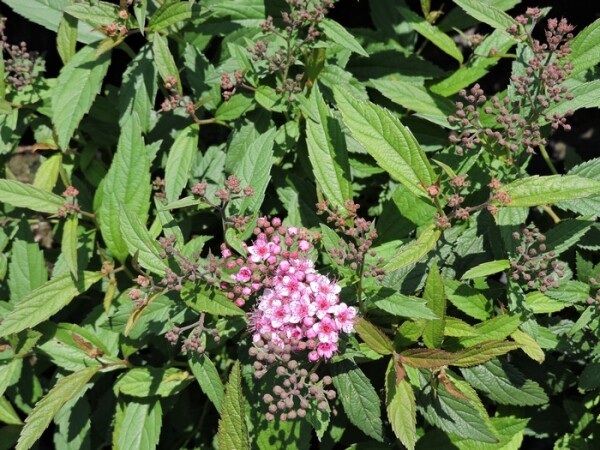 Rote Sommerspiere Anthony Waterer (Spiraea japonica) im Container 20-30 cm