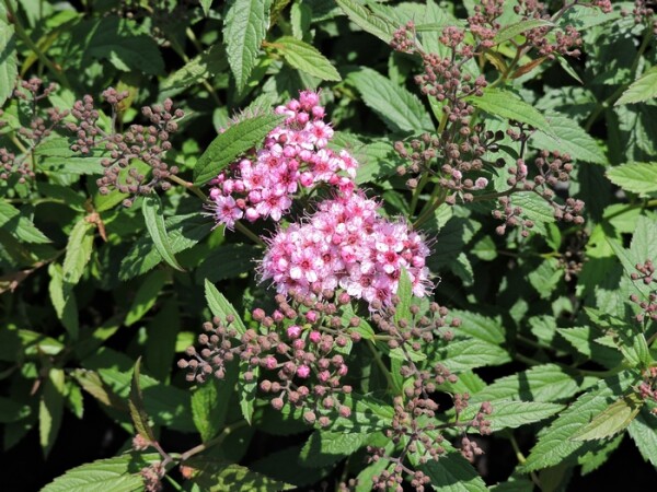 Rote Sommerspiere Anthony Waterer (Spiraea japonica) im Container 30-40 cm