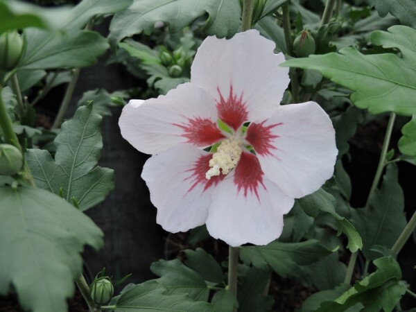 Hibiscus syriacus Hamabo (Hibiskus / Garteneibisch) Topfware 15-20 cm