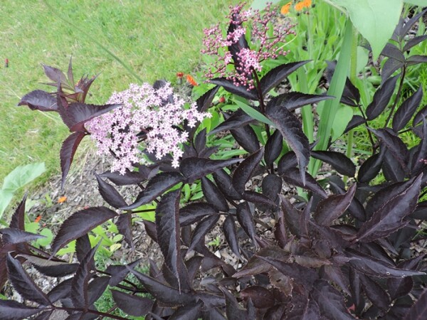 Rotlaubige Fliederbeere Black Beauty (Sambucus nigra) Containerware 60-80 cm