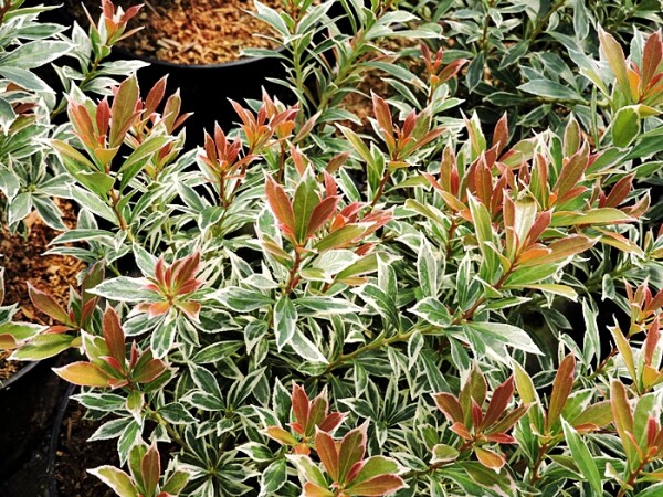 Japanische Lavendelheide little Heath (Pieris japonica) Topfware 15-20 cm