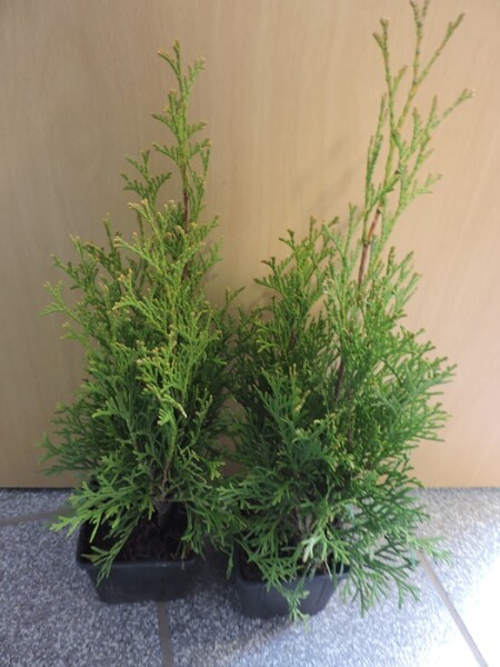Lebensbaum Smaragd - (Thuja Smaragd occidentalis) Topfware 15-20 cm hoch,