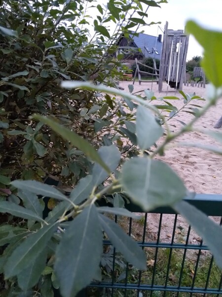 Salweide (Salix caprea) Wurtzelware 30-50 cm hoch,