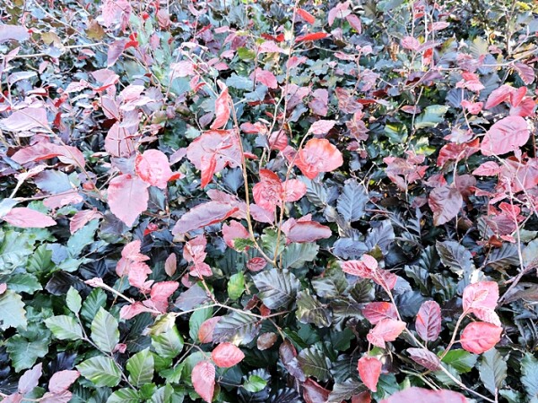Blutbuche (Fagus sylvatica purpurea) Heckenpflanzen im Topf 30-50cm