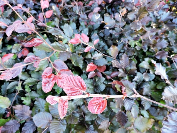 Blutbuche (Fagus sylvatica purpurea) Heckenpflanzen im Topf 30-50cm