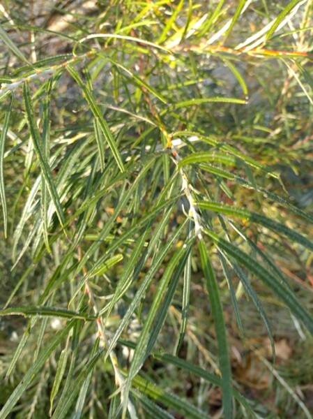 Rosmarinweide / Lavendelweide (Salix rosmarinifolia) Wurzelware 70-90 cm 2 Triebe