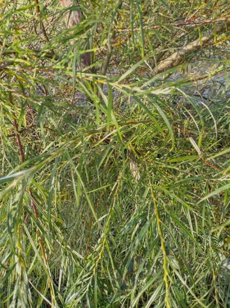 Rosmarinweide / Lavendelweide (Salix rosmarinifolia) Wurzelware 70-90 cm 2 Triebe