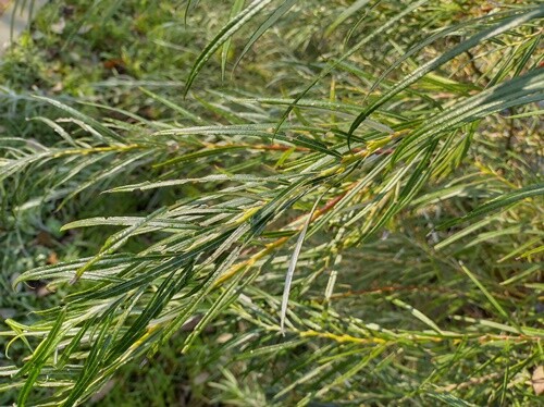 Rosmarinweide / Lavendelweide (Salix rosmarinifolia) Wurzelware 30-50 cm