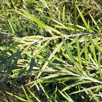 Rosmarinweide / Lavendelweide (Salix rosmarinifolia) Wurzelware 50-80 cm