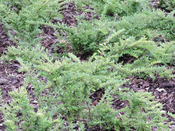 Heckenmyrte Maigrün (Lonicera nitida) Topfware 15-20 cm