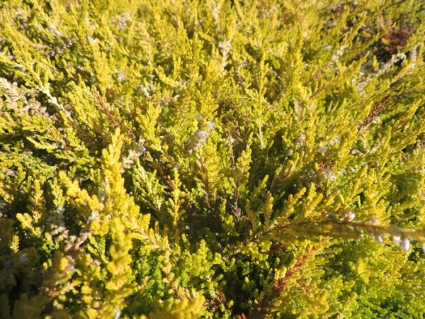 weiße Besenheide Gold Haze (calluna vulgaris) Topfware 10-15 cm