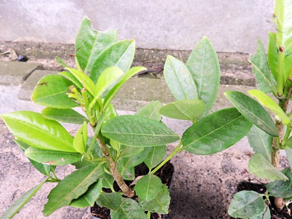 Kirschlorbeer Genolia -R-  (Prunus lauroc.)