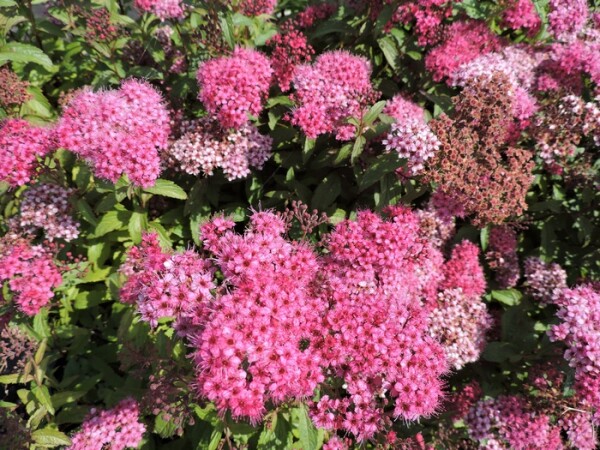 Rote Sommerspiere Anthony Waterer (Spiraea japonica) Topfware 20-30 cm