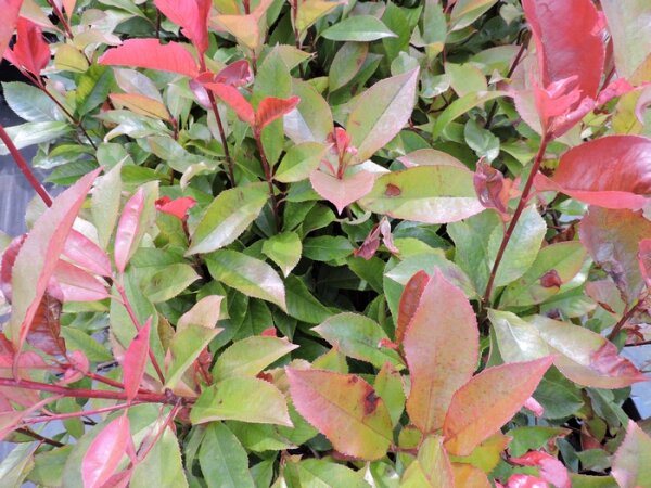 Rote Glanzmispel Red Robin (Photinia fraseri) im Container 40-60 cm
