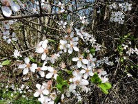Schlehe / Schwarzdorn / Schlehdorn  (Prunus spinosa)...