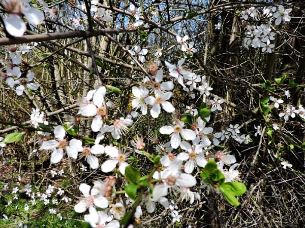 Schlehe / Schwarzdorn (Prunus spinosa) im Topf 60-80cm