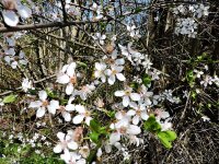 Schlehe / Schwarzdorn (Prunus spinosa) im Topf 60-80 cm