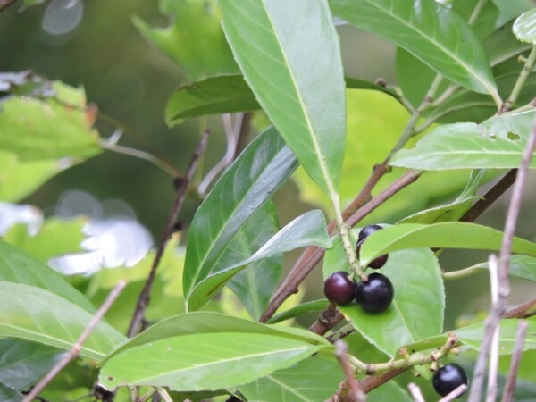 Kirschlorbeer Rotundifolia (Prunus laurocerasus) im Container 30-40 cm