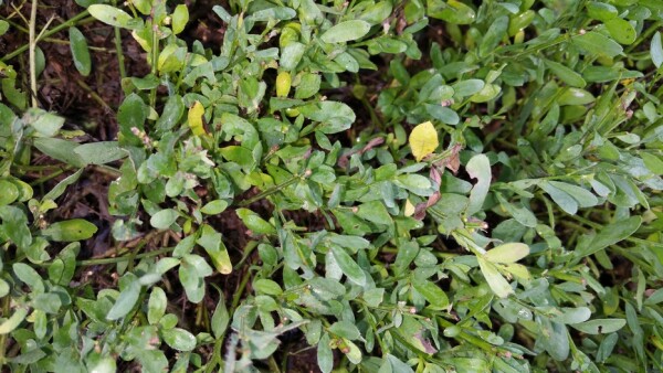 Kissenginster (Cytisus decumbens) im Topf 20-30cm