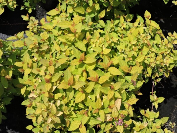 Sommerspiere Golden Princess (Spiraea japonica) Topfware  15-20 cm
