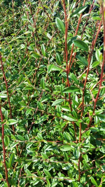 Kriechmispel Parkteppich (Cotoneaster salicifolius Parkteppich) im Topf, 20-30 cm