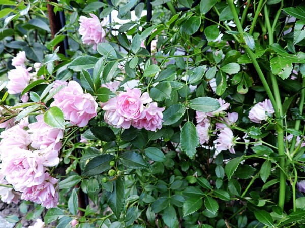 Bodendeckerrose The Fairy (Rosa) im Topf 3 Triebe