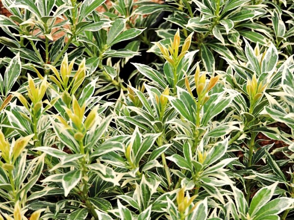 Weißbuntes Schattenglöckchen Variegata (Pieris japonica) im Topf 10-15 cm