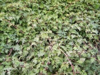 Niedrige Kranzspiere Crispa (Stephanandra incisa) im Topf 20-30 cm