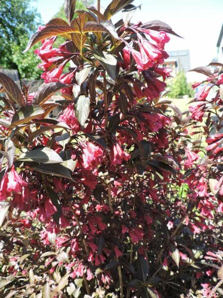 Rotblättrige Weigelie (Weigela florida Purpurea) Topfware 15-25 cm