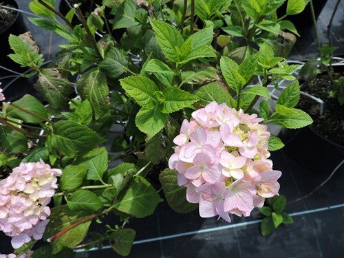 Bauernhortensie Bouquet Rose (Hydrangea macrophylla) im Container 30-40 cm