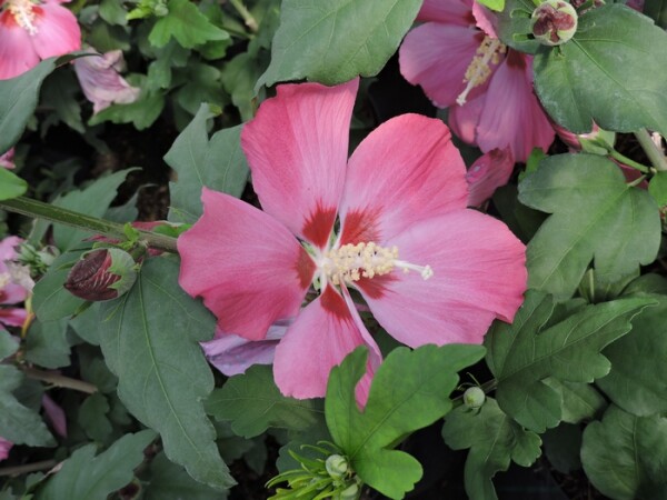 Hibiskus / Garteneibisch Pink Giant (Hibiscus syriacus Pink Giant) im Topf 60-80cm