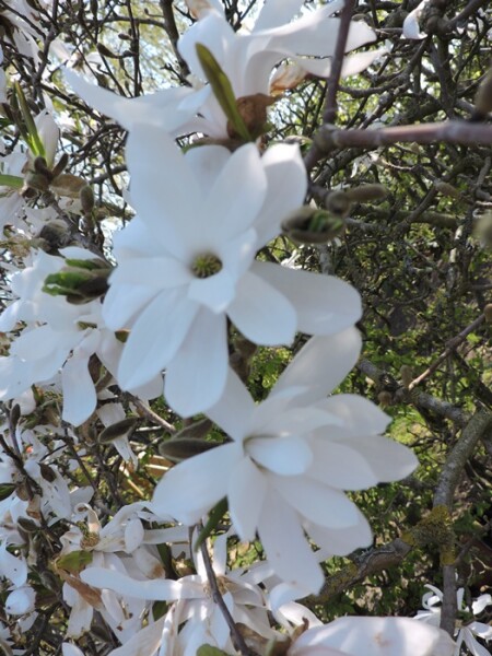 Sternmagnolie (Magnolia stellata) im Container 40-60 cm