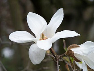 Sternmagnolie (Magnolia stellata) im Topf 40-60cm
