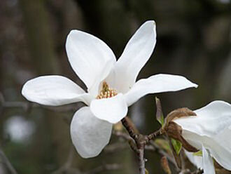 Magnolia stellata - (Sternmagnolie), Containerware      60-100 cm